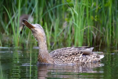 2024 gölündeki ördekler