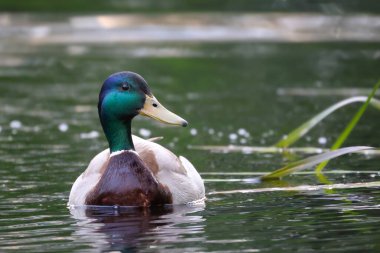 2024 gölündeki ördekler