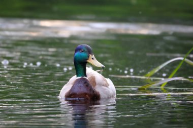 2024 gölündeki ördekler