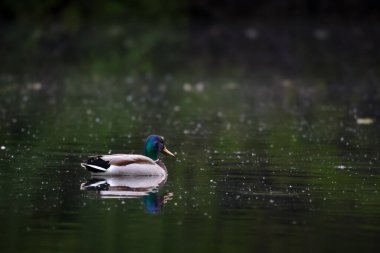 2024 gölündeki ördekler