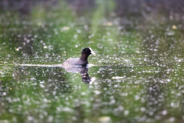 2024 gölündeki ördekler