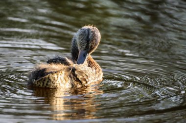 2024 gölündeki ördekler