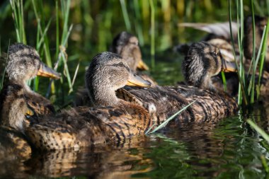 2024 gölündeki ördekler