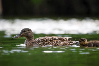 2024 gölündeki ördekler