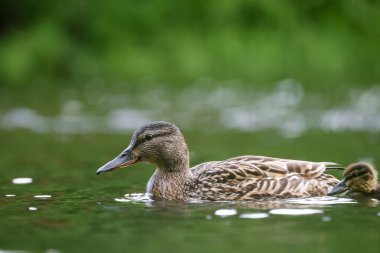 2024 gölündeki ördekler