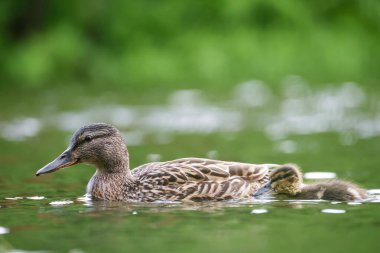 2024 gölündeki ördekler