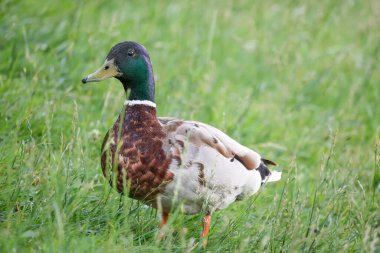 2024 gölündeki ördekler