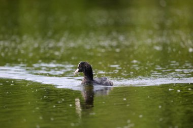 2024 gölündeki ördekler