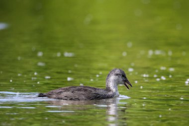 2024 gölündeki ördekler