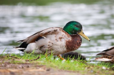 2024 gölündeki ördekler