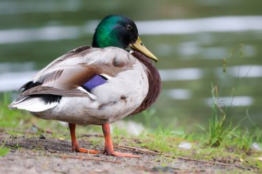 2024 gölündeki ördekler