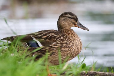 2024 gölündeki ördekler