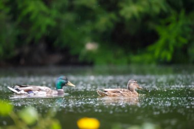 2024 gölündeki ördekler