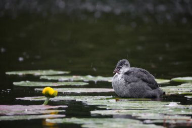 2024 gölündeki ördekler