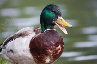 2024 gölündeki ördekler