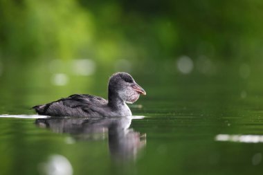 2024 gölündeki ördekler