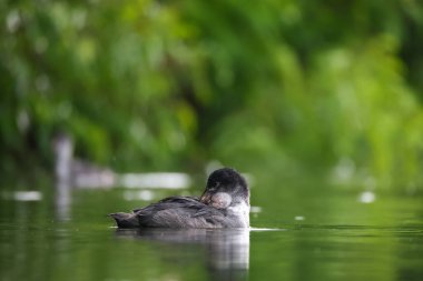 2024 gölündeki ördekler