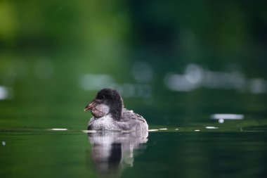 2024 gölündeki ördekler