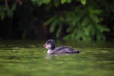 2024 gölündeki ördekler