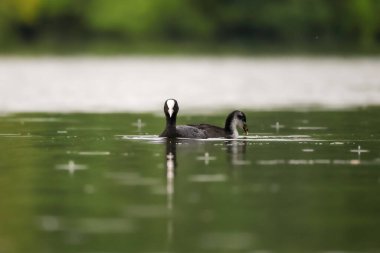 2024 gölündeki ördekler