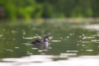 2024 gölündeki ördekler