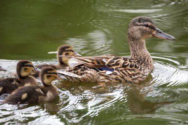 2024 gölündeki ördekler