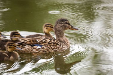 2024 gölündeki ördekler