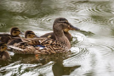 2024 gölündeki ördekler