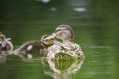 2024 gölündeki ördekler