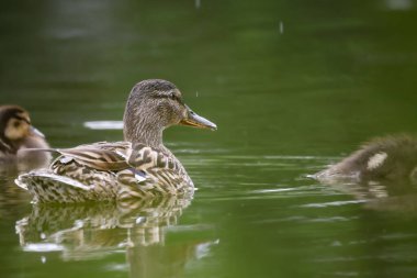 2024 gölündeki ördekler