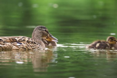 2024 gölündeki ördekler
