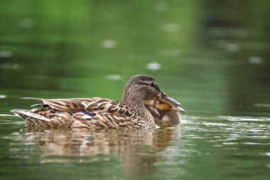 2024 gölündeki ördekler