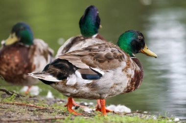 2024 gölündeki ördekler