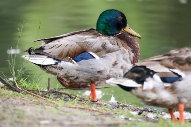 2024 gölündeki ördekler