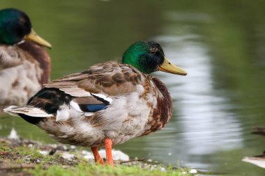 2024 gölündeki ördekler