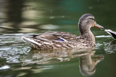 2024 gölündeki ördekler
