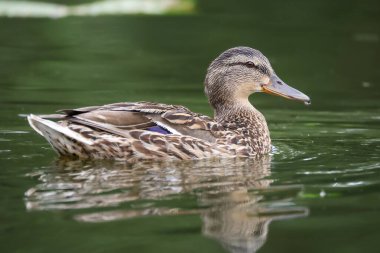 2024 gölündeki ördekler