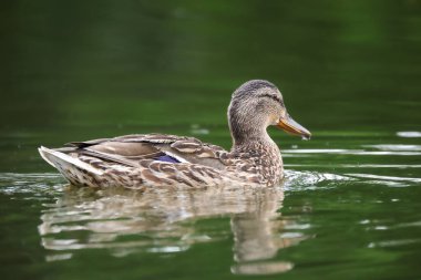 2024 gölündeki ördekler