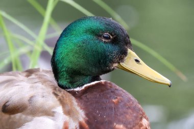 2024 gölündeki ördekler