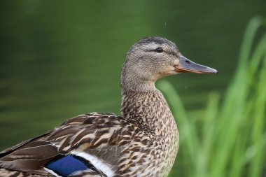 2024 gölündeki ördekler