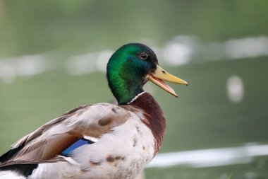 2024 gölündeki ördekler