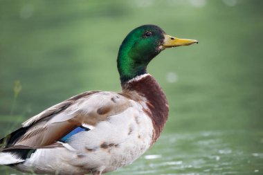 2024 gölündeki ördekler