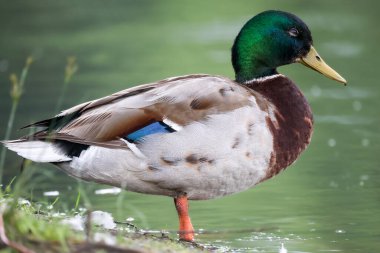 2024 gölündeki ördekler