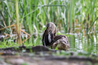 2024 gölündeki ördekler