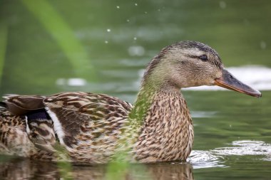 2024 gölündeki ördekler