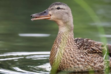 2024 gölündeki ördekler