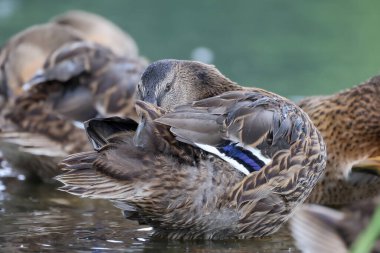 2024 gölündeki ördekler