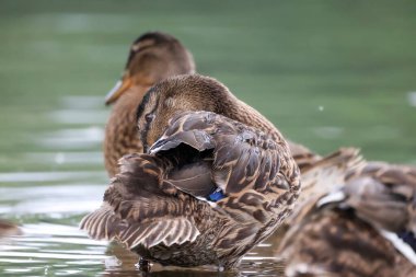 2024 gölündeki ördekler