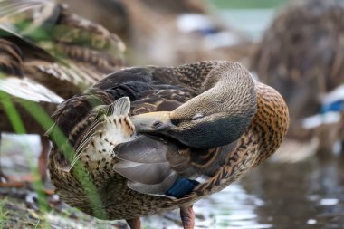 2024 gölündeki ördekler