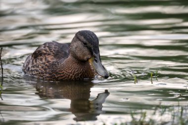 2024 gölündeki ördekler